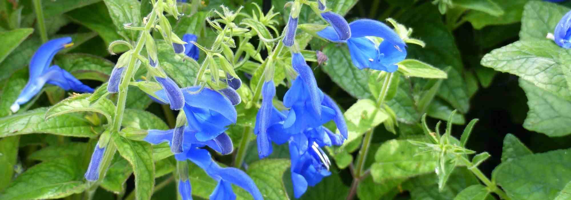 7 blue salvias to adopt in the garden