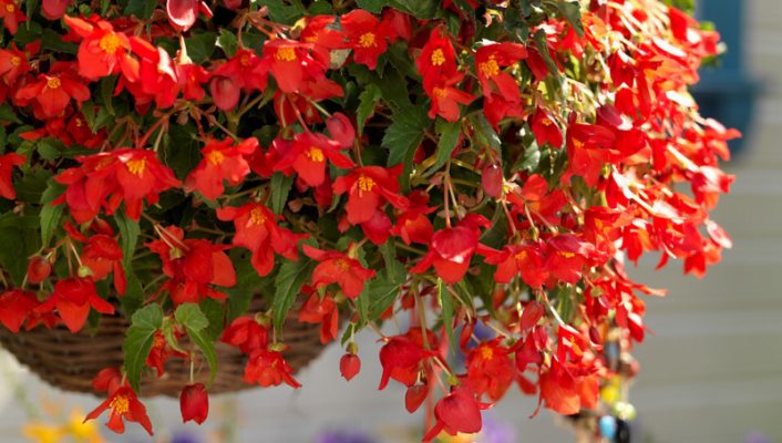 How to make a hanging Begonia?