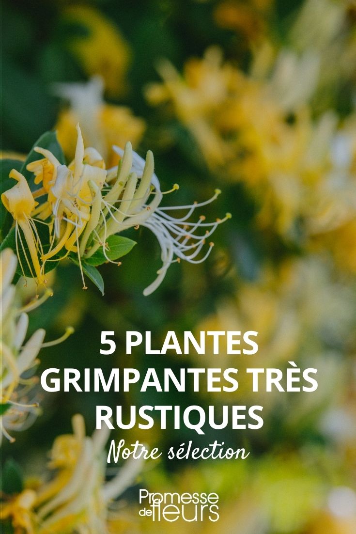 very hardy climbing plants
