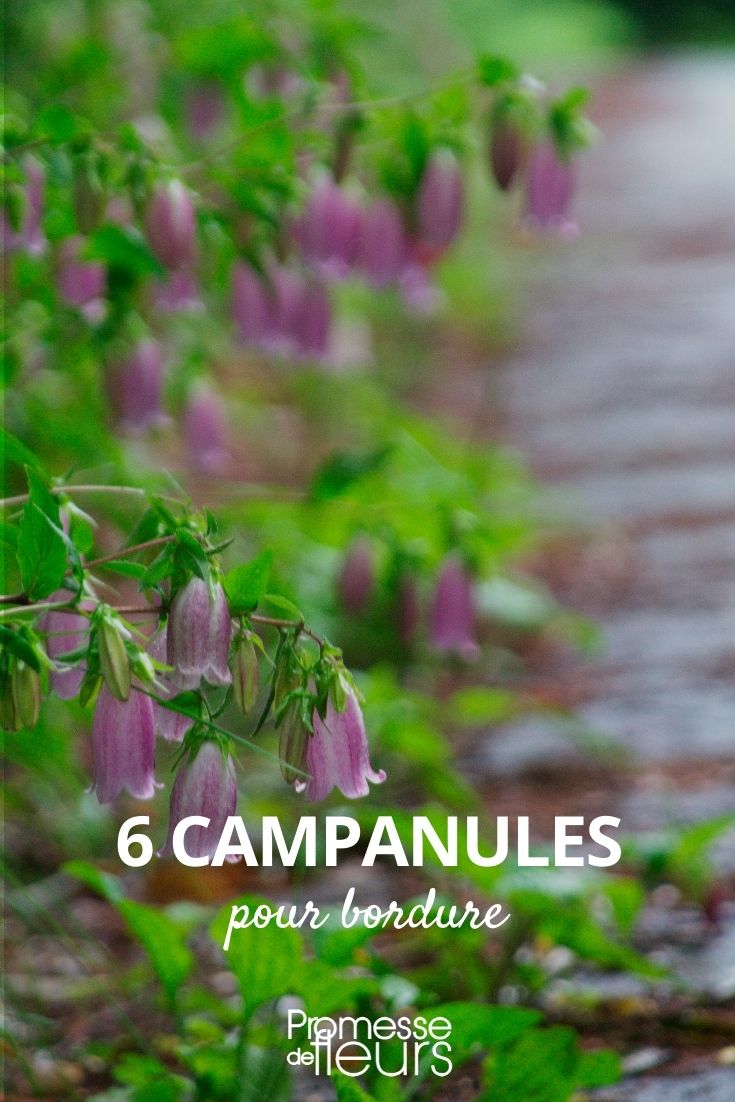 6 Campanulate Flowers for Borders Campanulate Flowers for Borders
