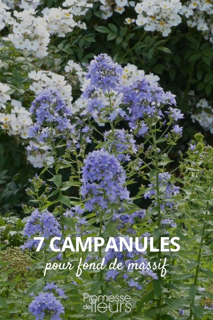 7 Campanulate Flowers for the Back of the Border Large Campanulate Flowers for the Back of the Border