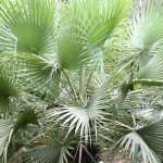Brahea: planting, growing, and maintaining