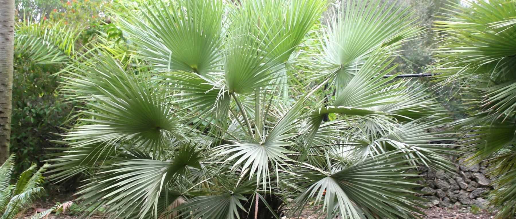 Brahea: Planting, Growing and Caring for Your Young Plant