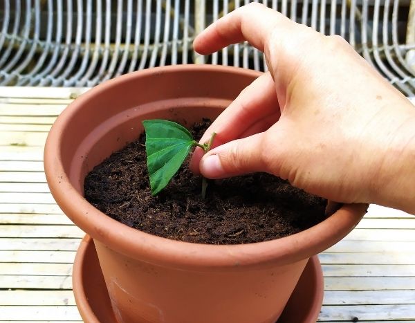 How to take a cutting from a shrub hibiscus?