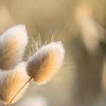 Fluffy plants