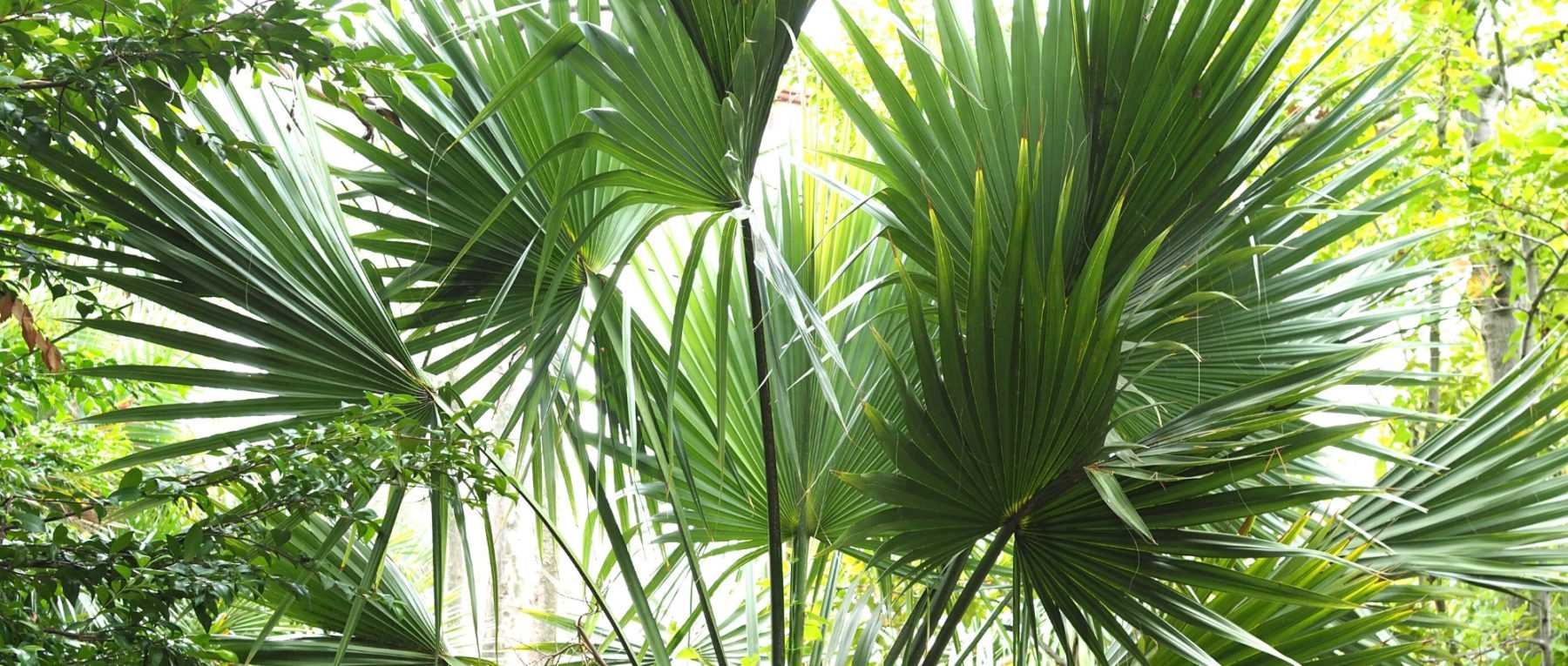 Sabal: Planting, Growing and Caring for Your Young Plant