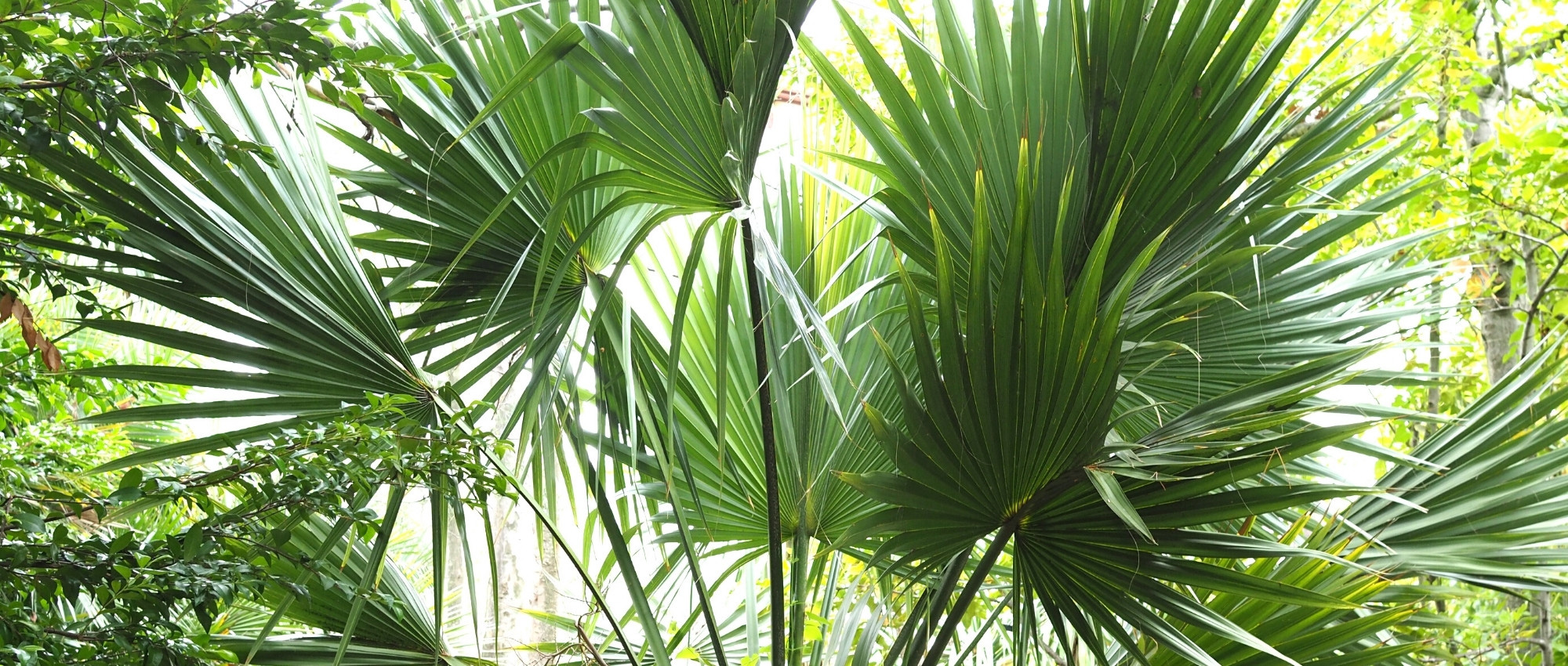 Sabal: planting, growing, and maintaining