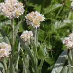 Anaphalis, everlasting: planting, growing and care