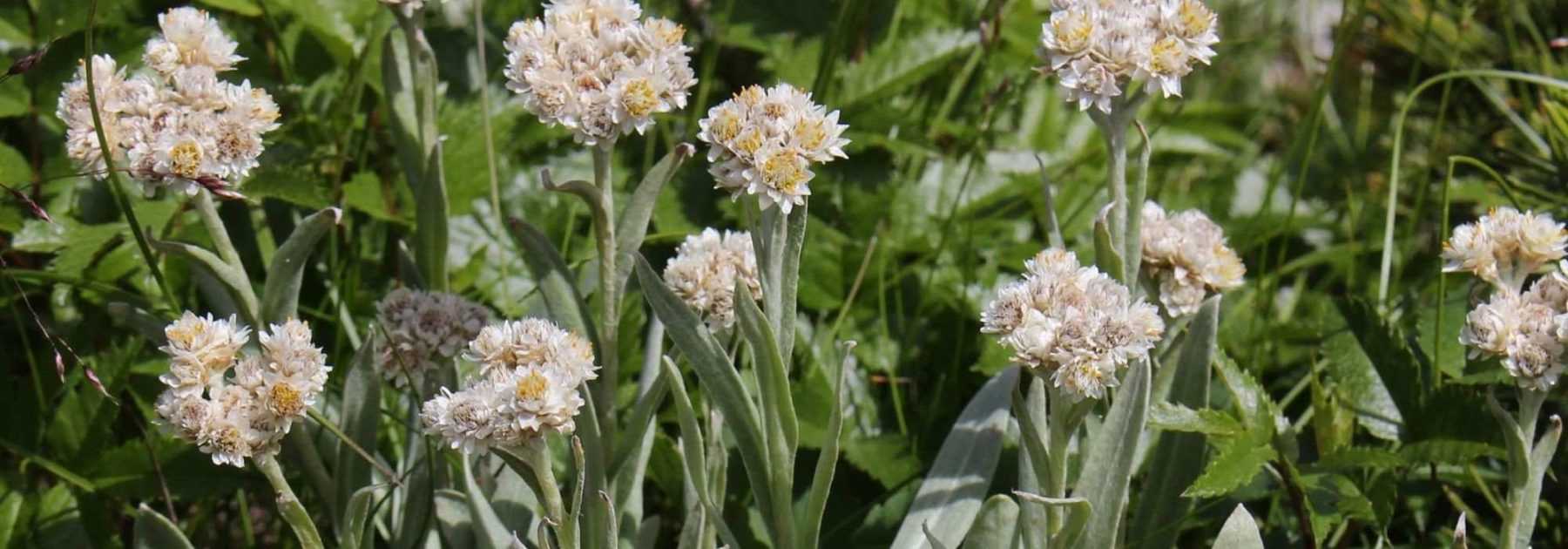 Anaphalis, Pearly Everlasting: Planting, Growing, and Care