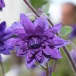 Choosing an aquilegia