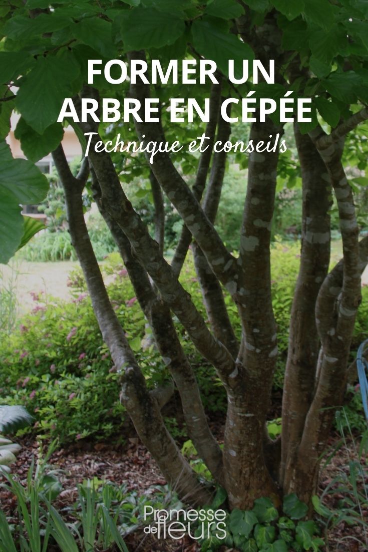 Forming a Tree into Coppice Shoots