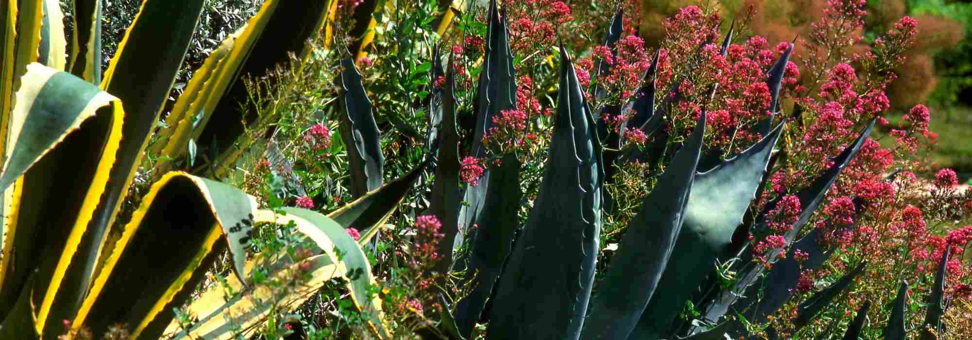 Associate the agave