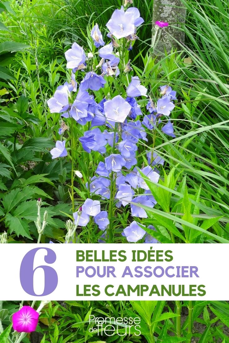 campanulate-associate Pairing Campanulate Flowers