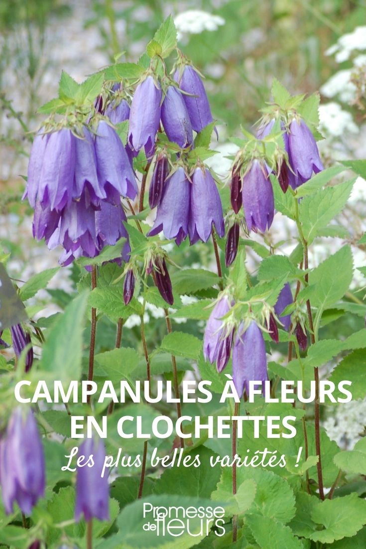 campanulate bellflower campanulate bellflowers