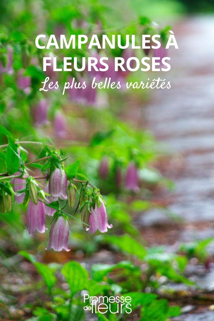 campanulate flowers pink