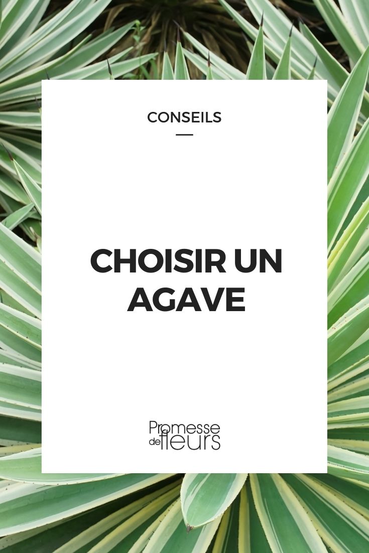 Agave: Buying Guide