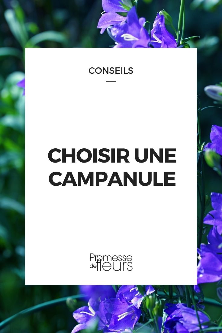 Choosing Campanulate Flowers Choosing a Campanulate Flower
