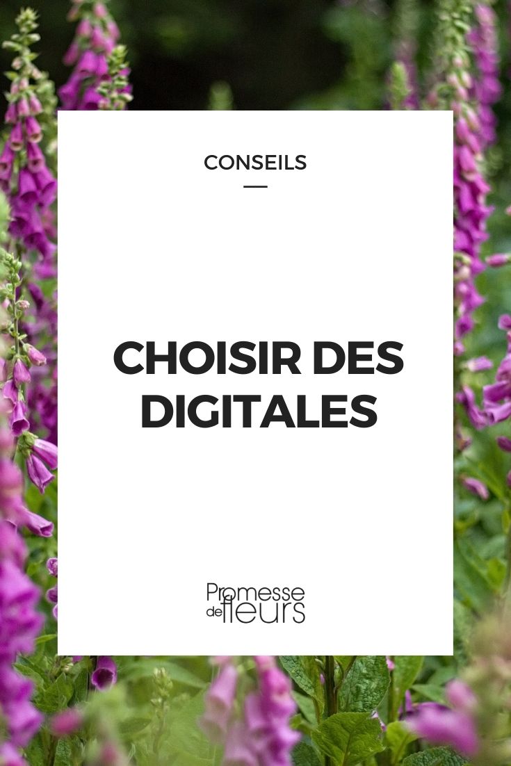 Choosing Foxgloves