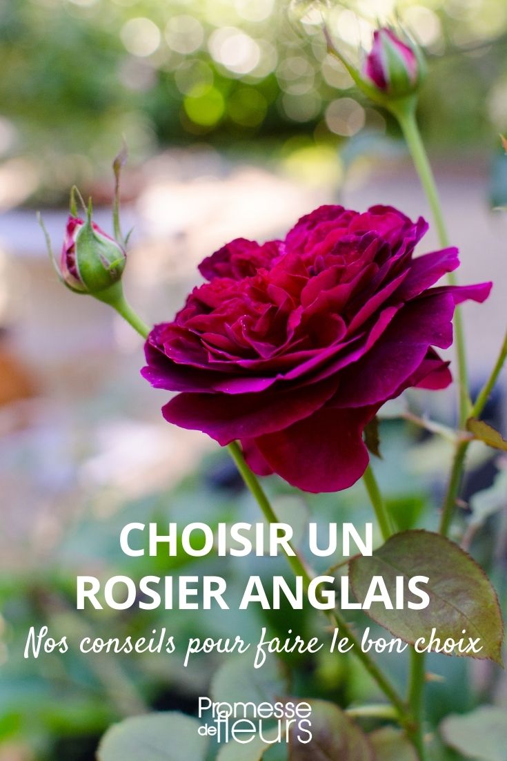 Choosing an English Rose Buying Guide: English Austin Roses