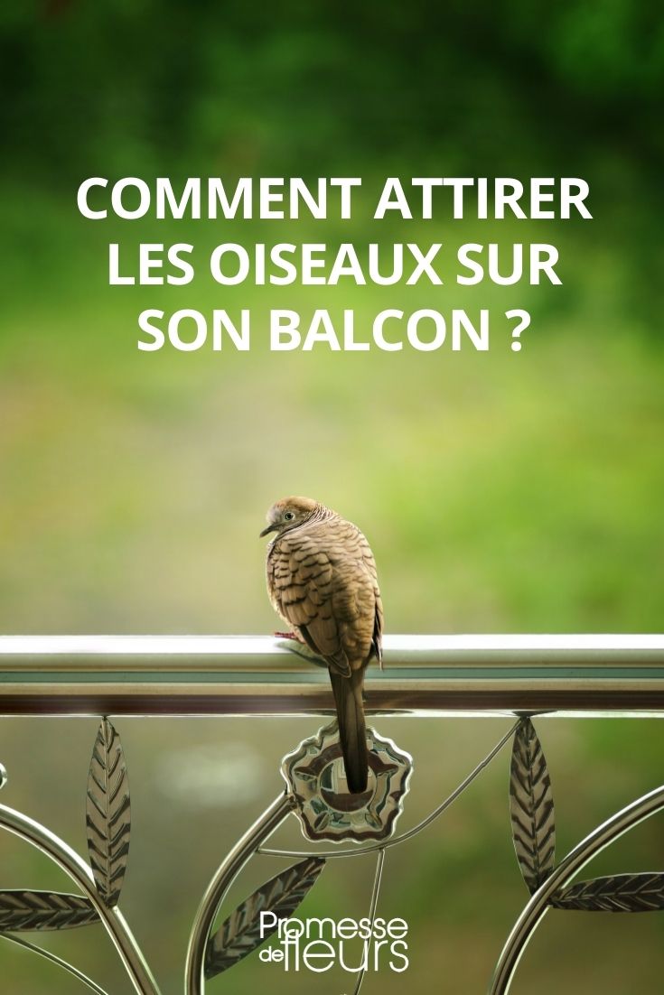 Attracting Birds to Your Balcony