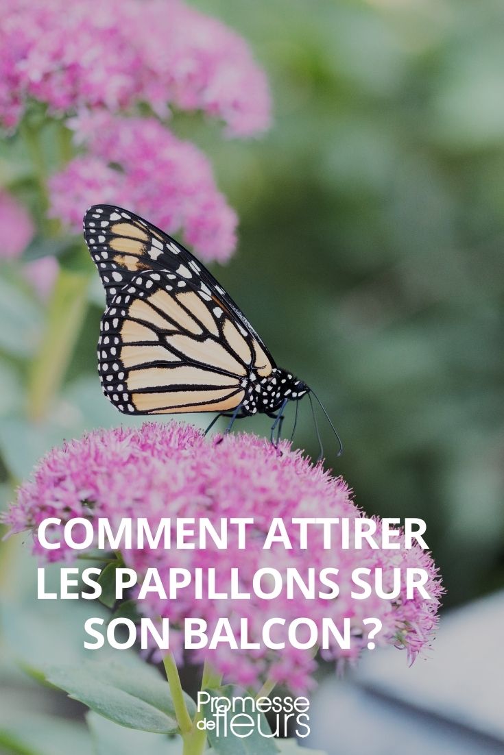 Attracting Butterflies