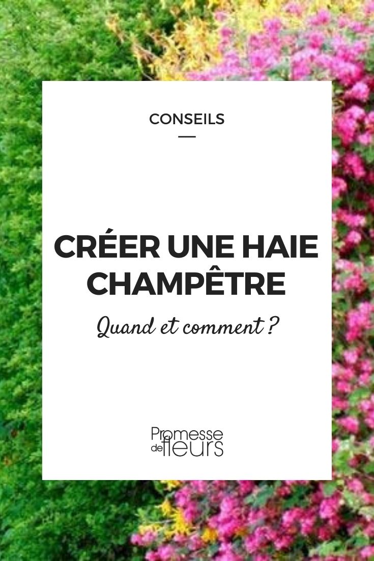 Creating a Country Hedge Create a Bocage Hedge