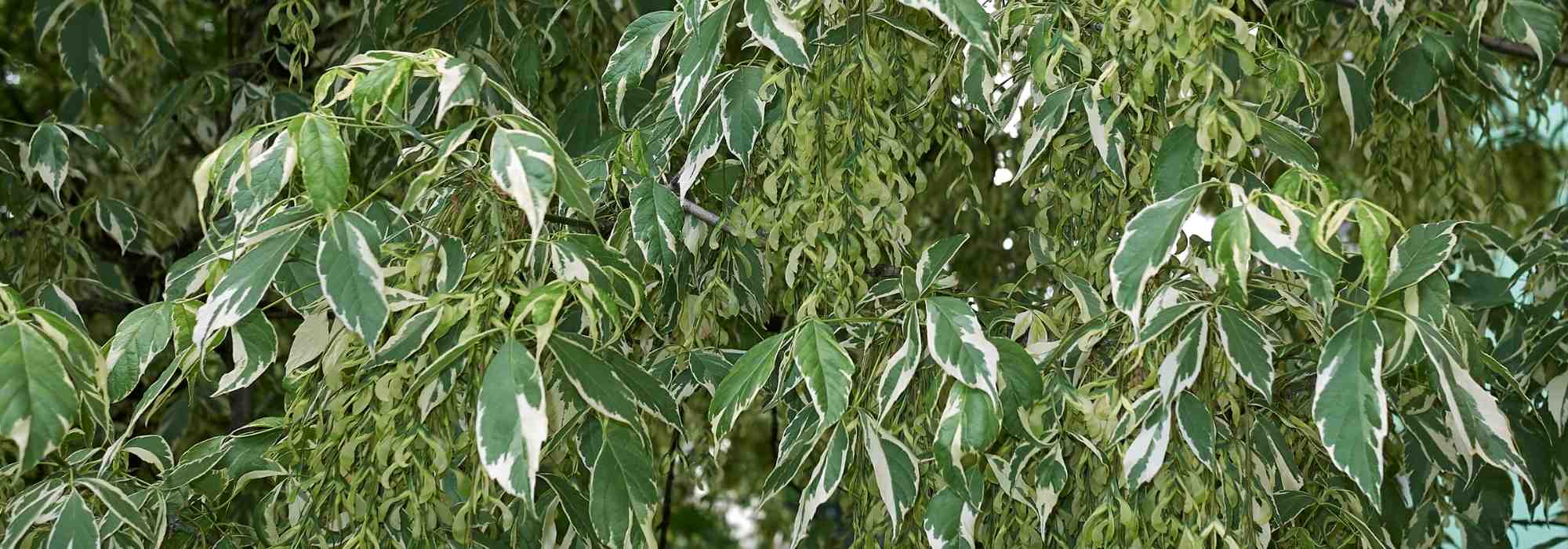 6 Remarkable Maples