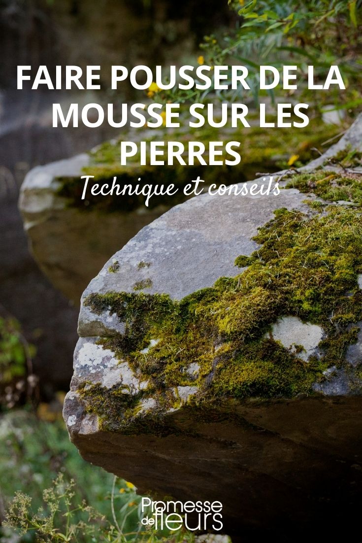 Growing Moss
