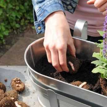 How to create a Begonia planter?