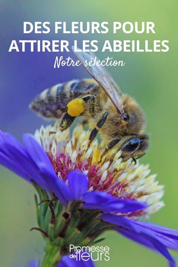 Flowers to Attract Pollinating Insects