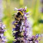 Flowers to Attract Bees