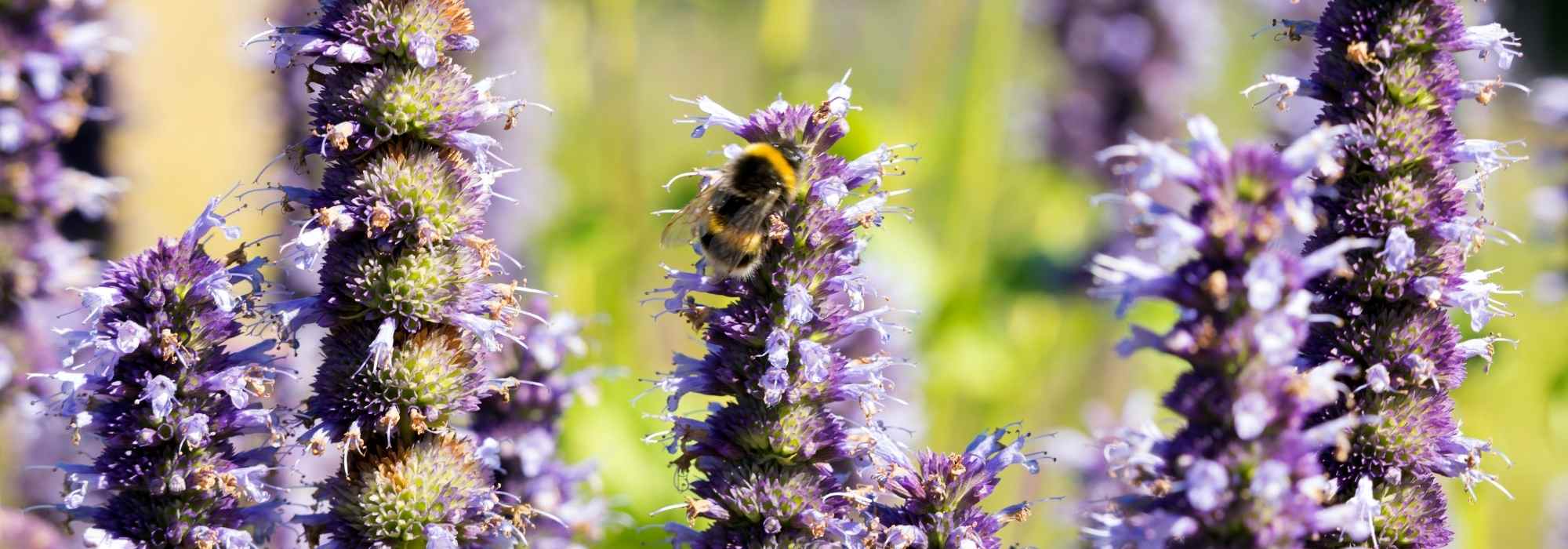 Flowers to Attract Bees