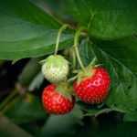 Diseases and Pests of Strawberry Plants