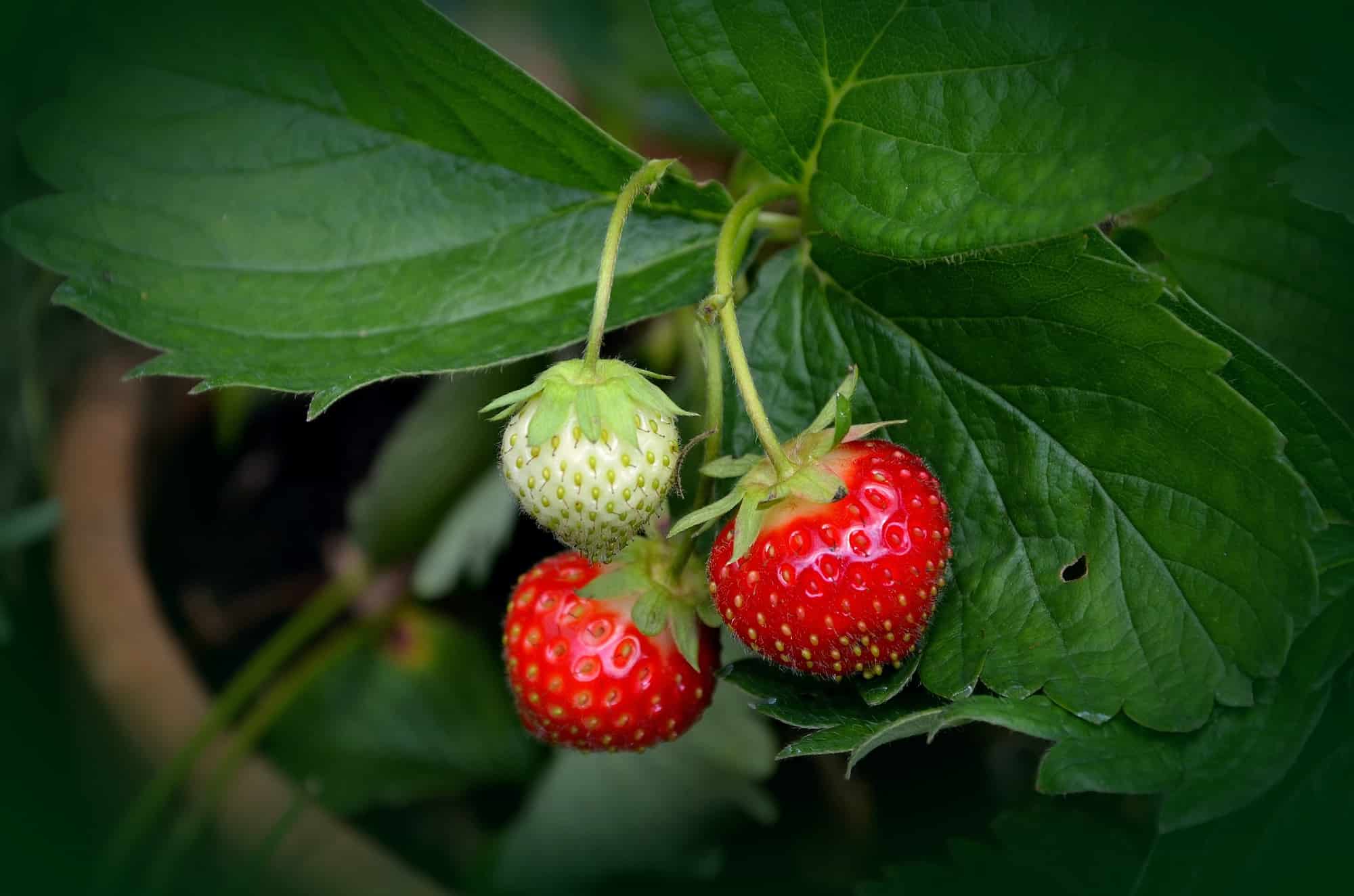 Diseases and Pests of Strawberry Plants