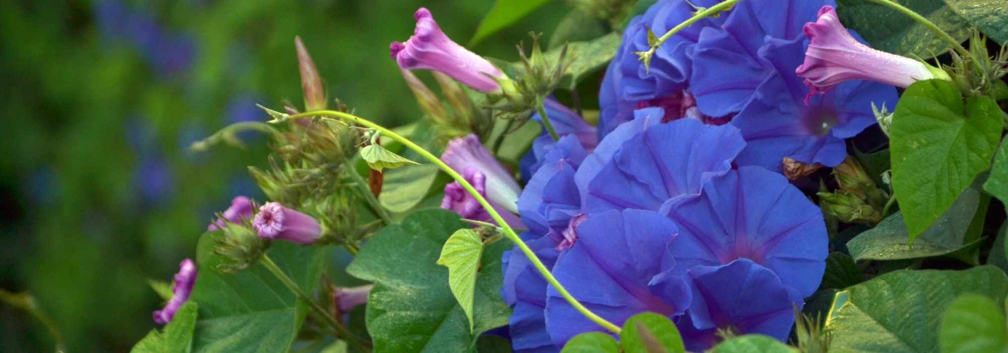 7 climbing plants for rapid growth