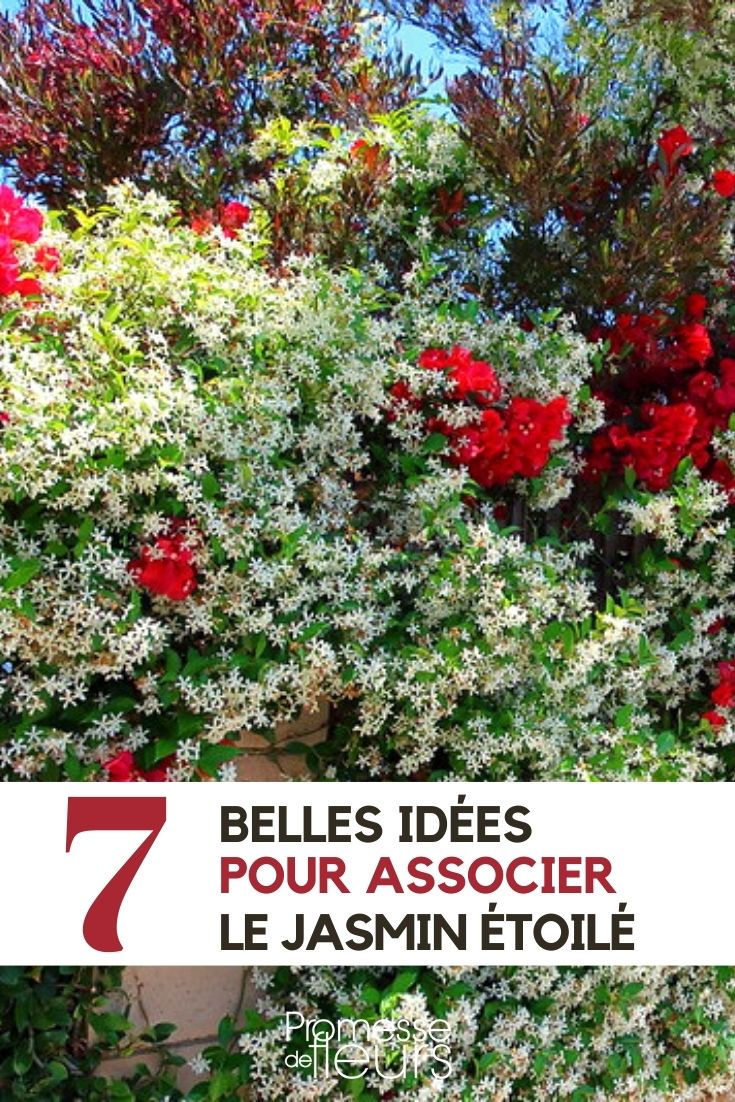 Star Jasmine or Trachelospermum: 7 Ideas for Pairing It