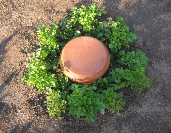 Making a homemade olla to water the garden