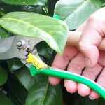 Pruning fruit trees, bushes, and roses: 10 mistakes to avoid