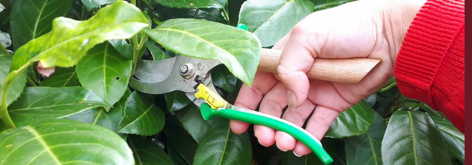 Pruning fruit trees, bushes, and roses: 10 mistakes to avoid