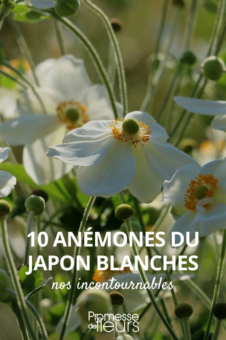 10 white Japanese anemones 10 Japanese anemones