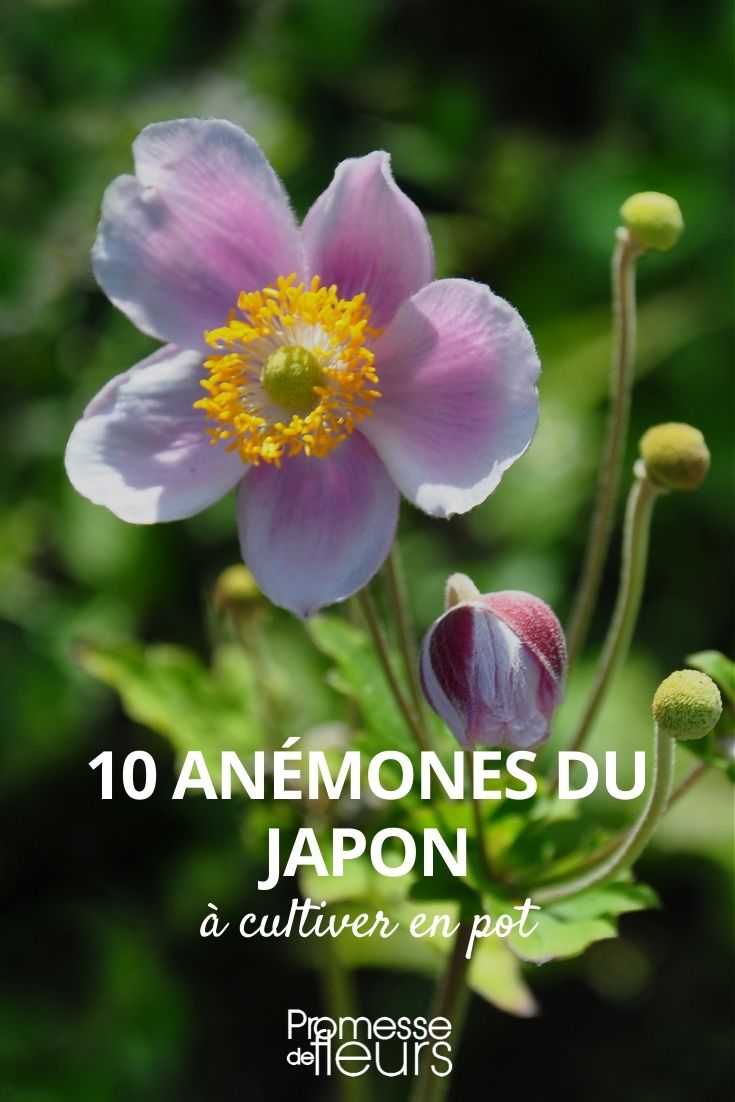 10 Japanese Anemones for Pots Japanese Anemone for Pots