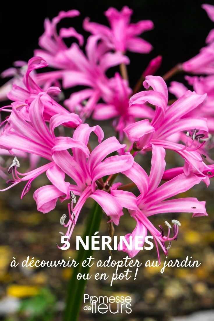 5 nerines Selection of Nerines