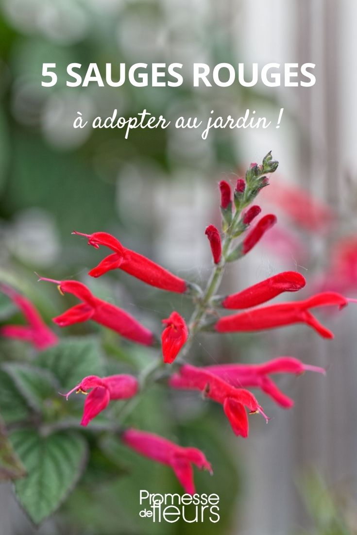 5 red sages Selection of Red-Flowered Sages