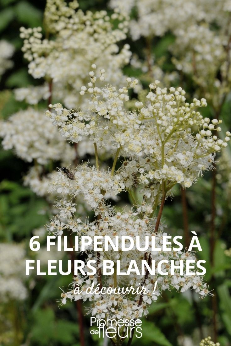 6 Filipendula white flowers Filipendula white flowers