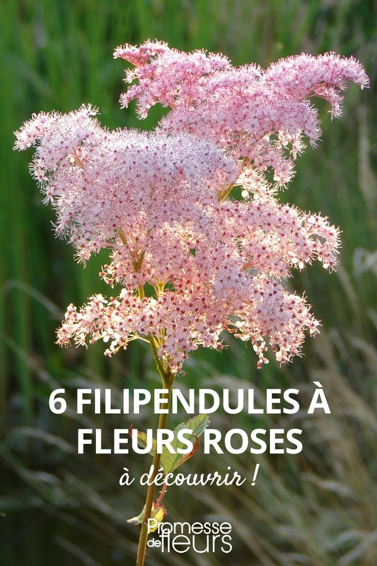 6 Meadowsweet