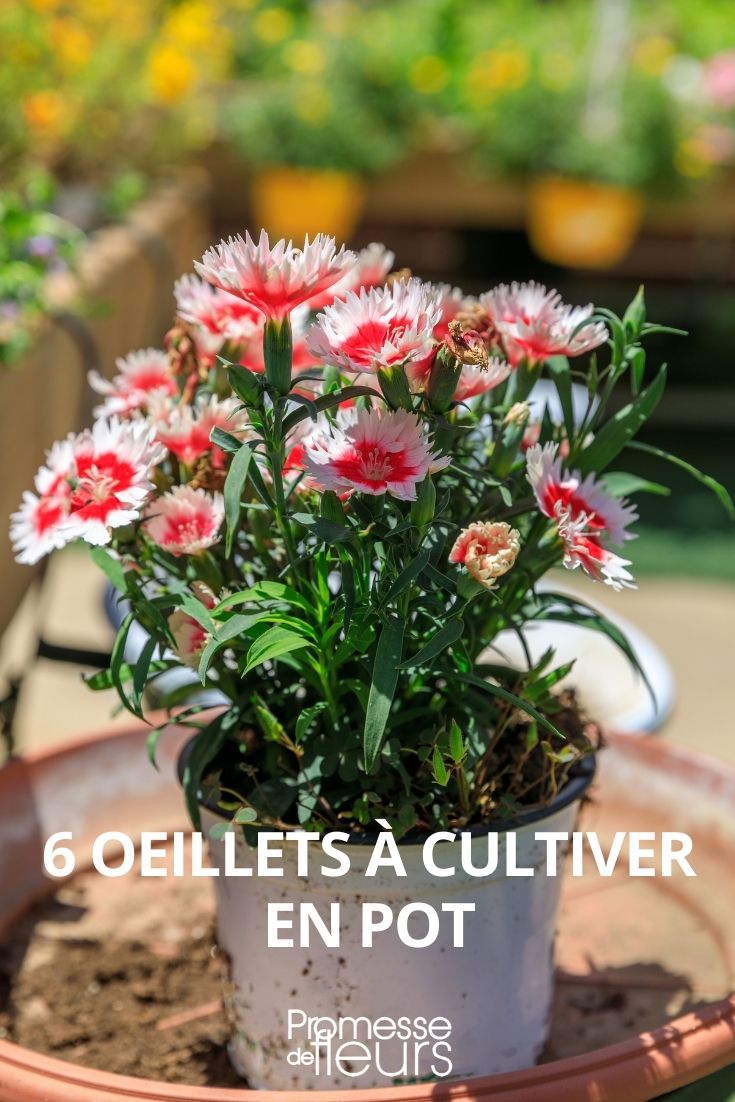 6 Carnations to Grow in Pots 6 Carnations to Grow in Pots