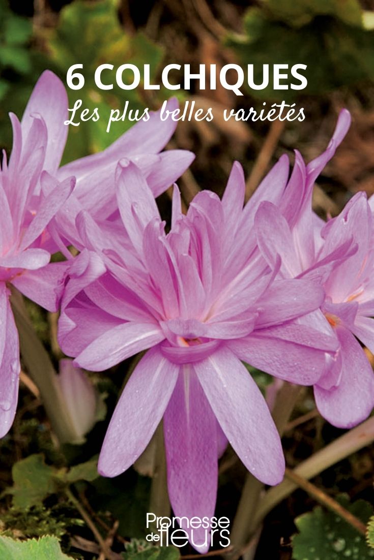 7 Crocuses: The Most Beautiful Varieties The Most Beautiful Autumn Crocuses