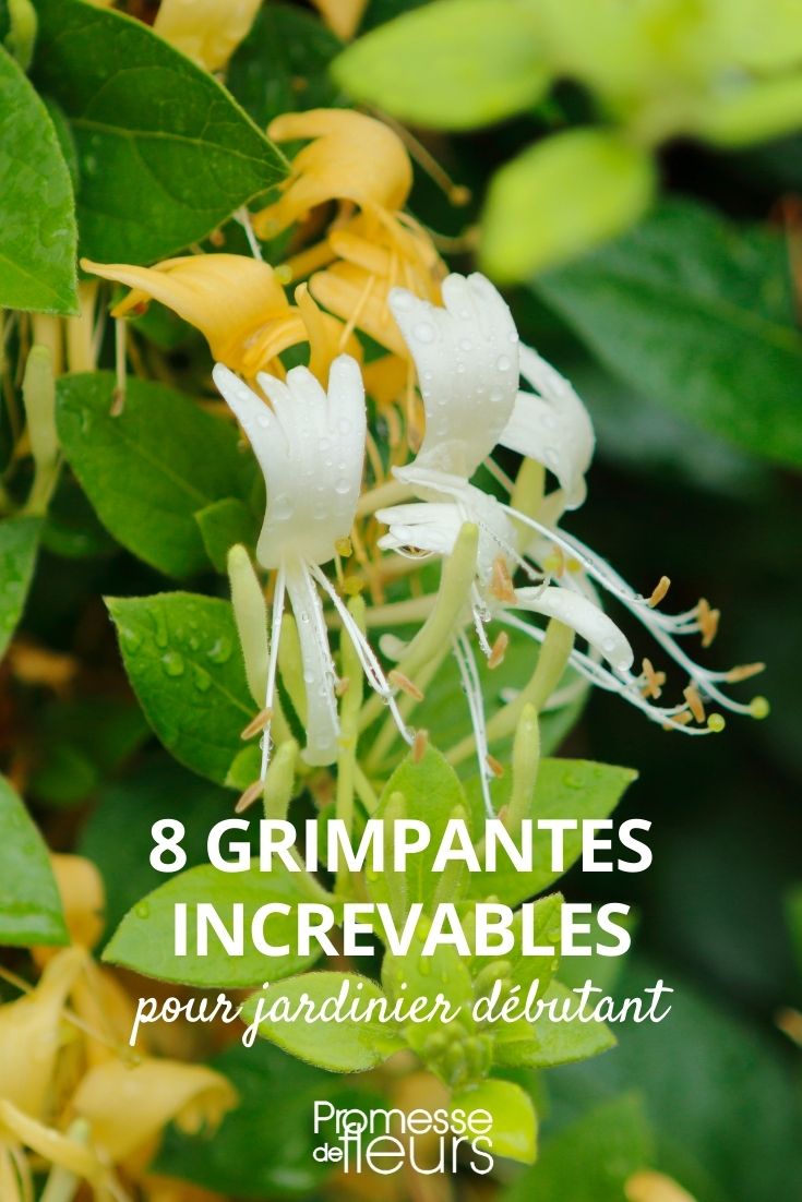 8 Unstoppable Climbing Plants for the Beginner Gardener Selection of Unstoppable Climbing Plants