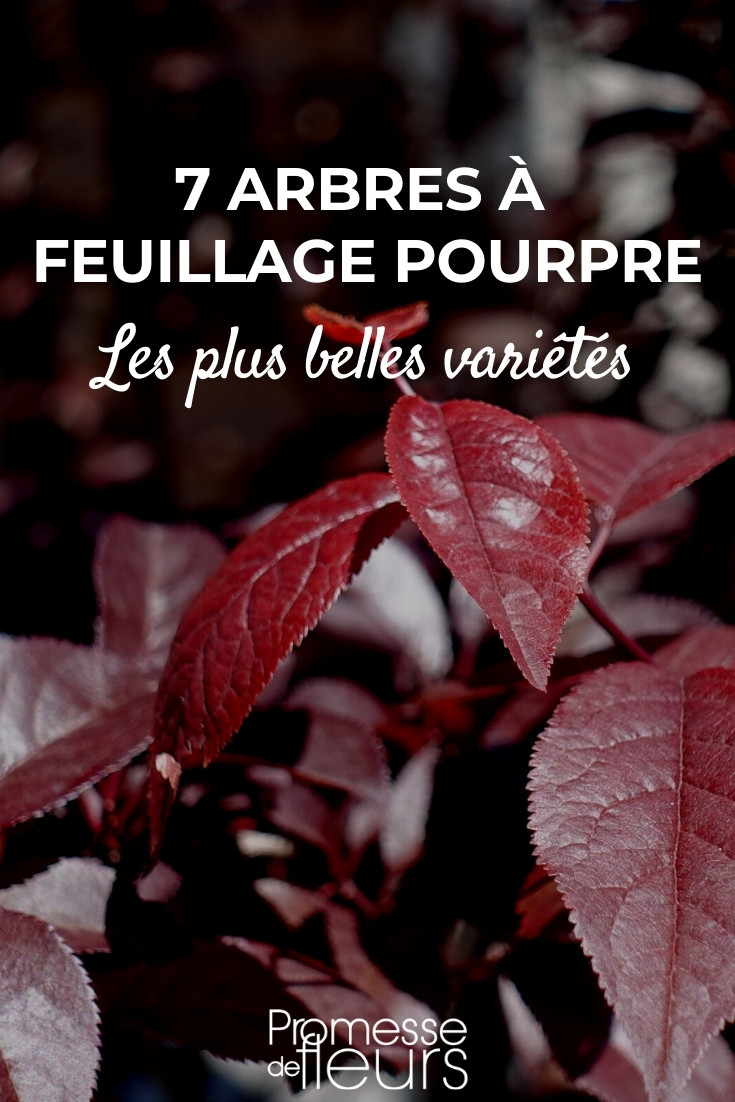 Purple-leaved-trees