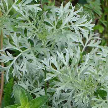 How to Make Wormwood Purin? Recipes, Uses and Benefits